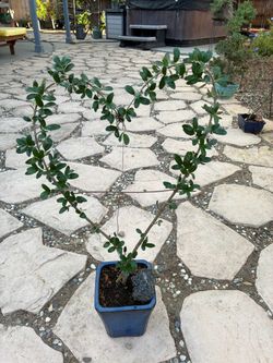 Bonsai all of trees shaped as hard $50 each Bonsai all of trees shaped as heart $50 each