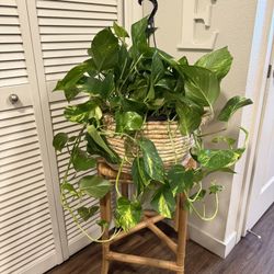 Hawaiian Pothos
