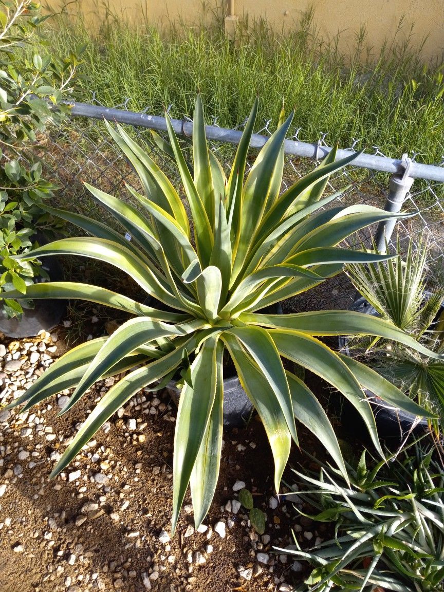 Aloe Vera