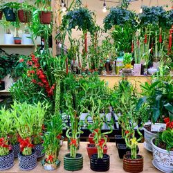 Lucky Bamboo Plants Shop Tiệm Cây Cảnh Đẹp 