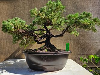 Old Juniper Nana Bonsai Tree