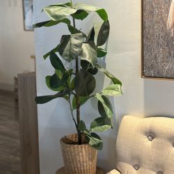 Target Little Tree/ Plant $15 