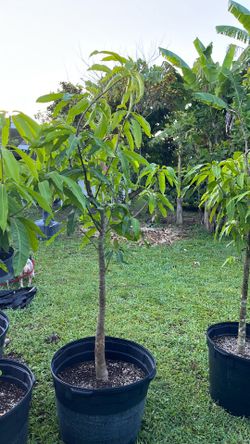 Mature mango trees
