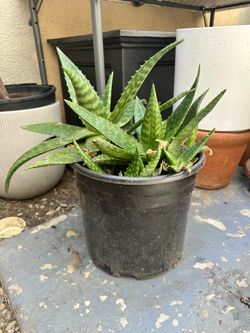 Soap Aloe Plant
