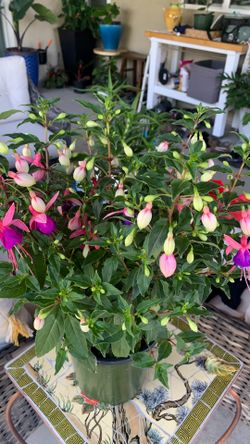 Plant
