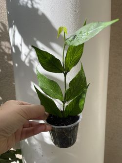 Hoya Polyneura plant