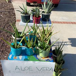Aloe Vera Plants And Carribean Agave Plants
