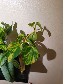 Many plants different prices