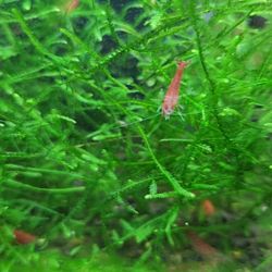 Java moss for all Freshwater Shrimp Aquariums 