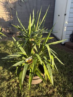 Cane Yucca