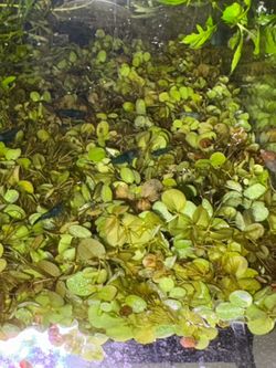 Blue Jelly Neocaridina