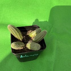 Cactus Blanco 