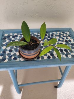 Hoya Plant In Pot