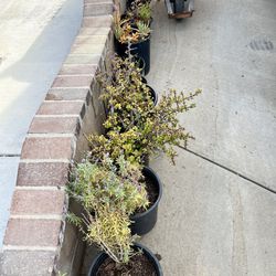 FREE! Succulents, While Supplies Last
