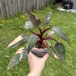 Plants 