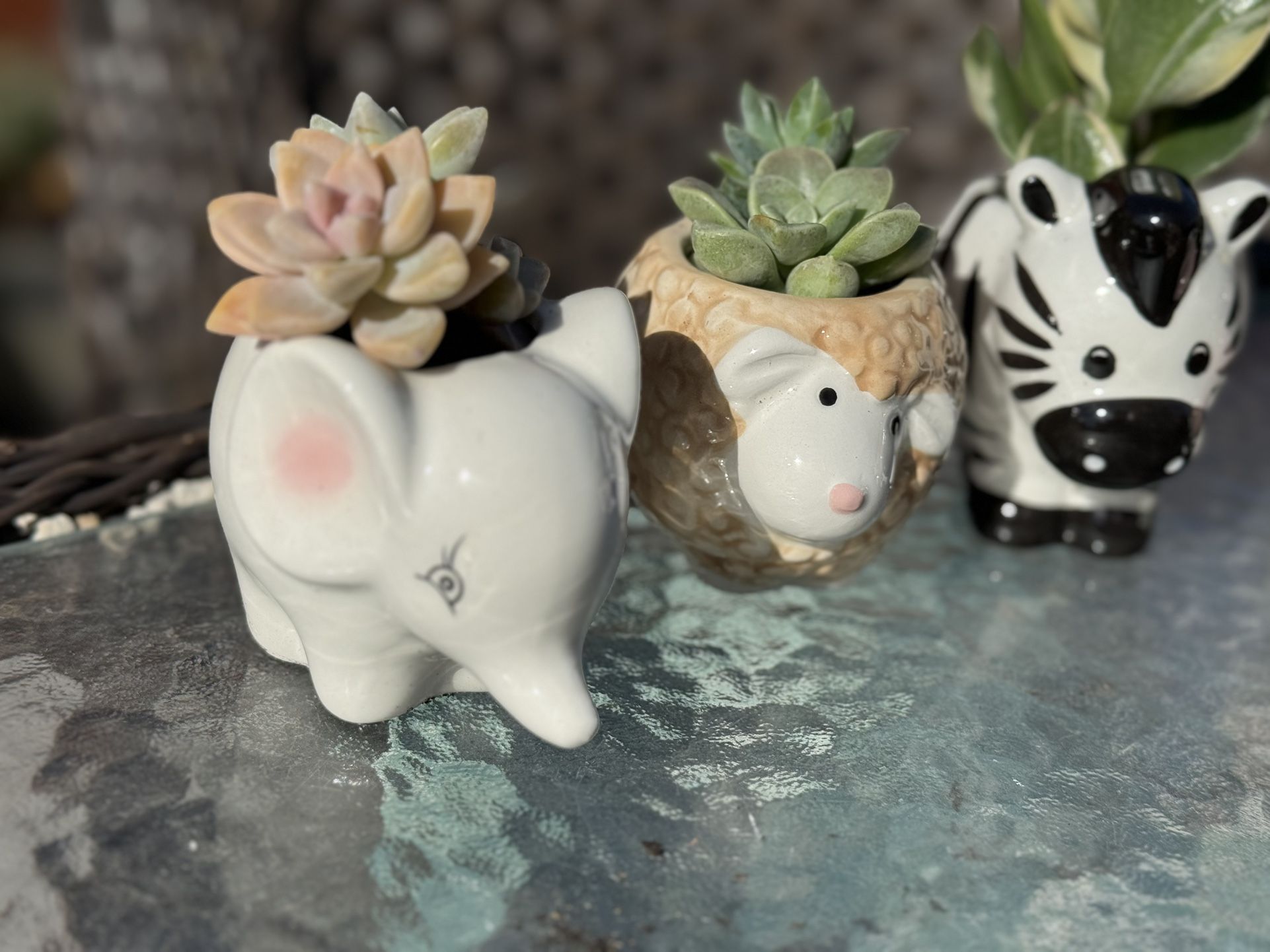 Cute Succulent Arrangements $15 Each