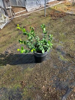 Star Jasmine 5 Gallon Bushes For Sale.