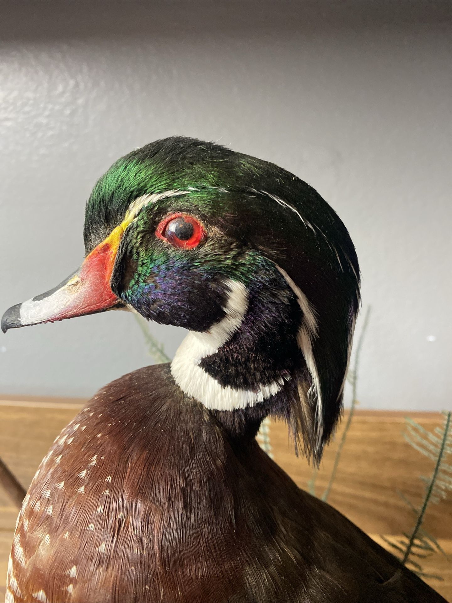 Wood Duck Mount(taxidermy)