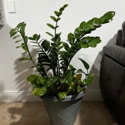 Zz Plant / Pothos Combo 