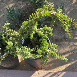Elephant Food Plant $30