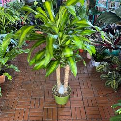 Dracaena Massangeana Corn Plant Houseplant 8”