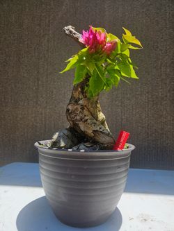 Old Bougainvillea RED   Bonsai Tree