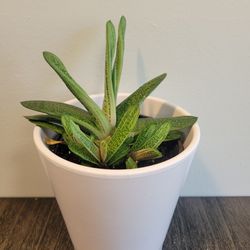 Gasteria Little Warty Plant With Babies 