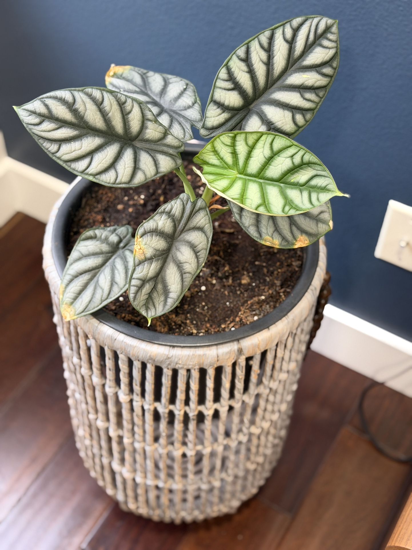 Live alocacia plant in woven basket pot.