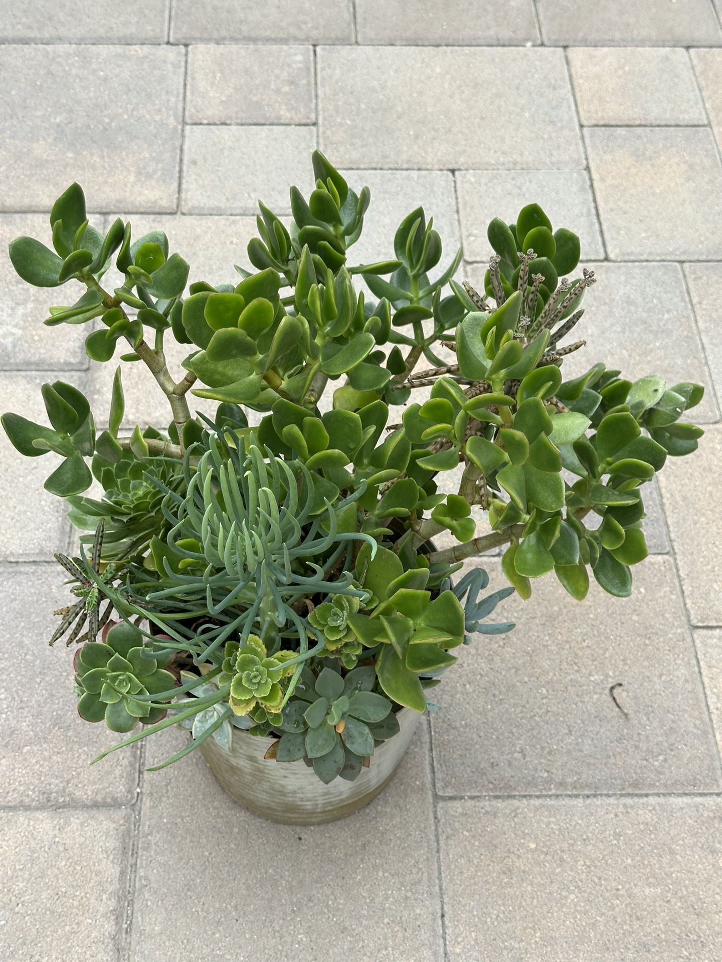 Assorted Succulent Plants