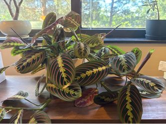Healthy Prayer Plant with cute pit