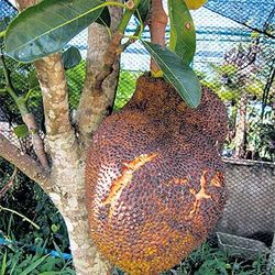 Jackfruit 