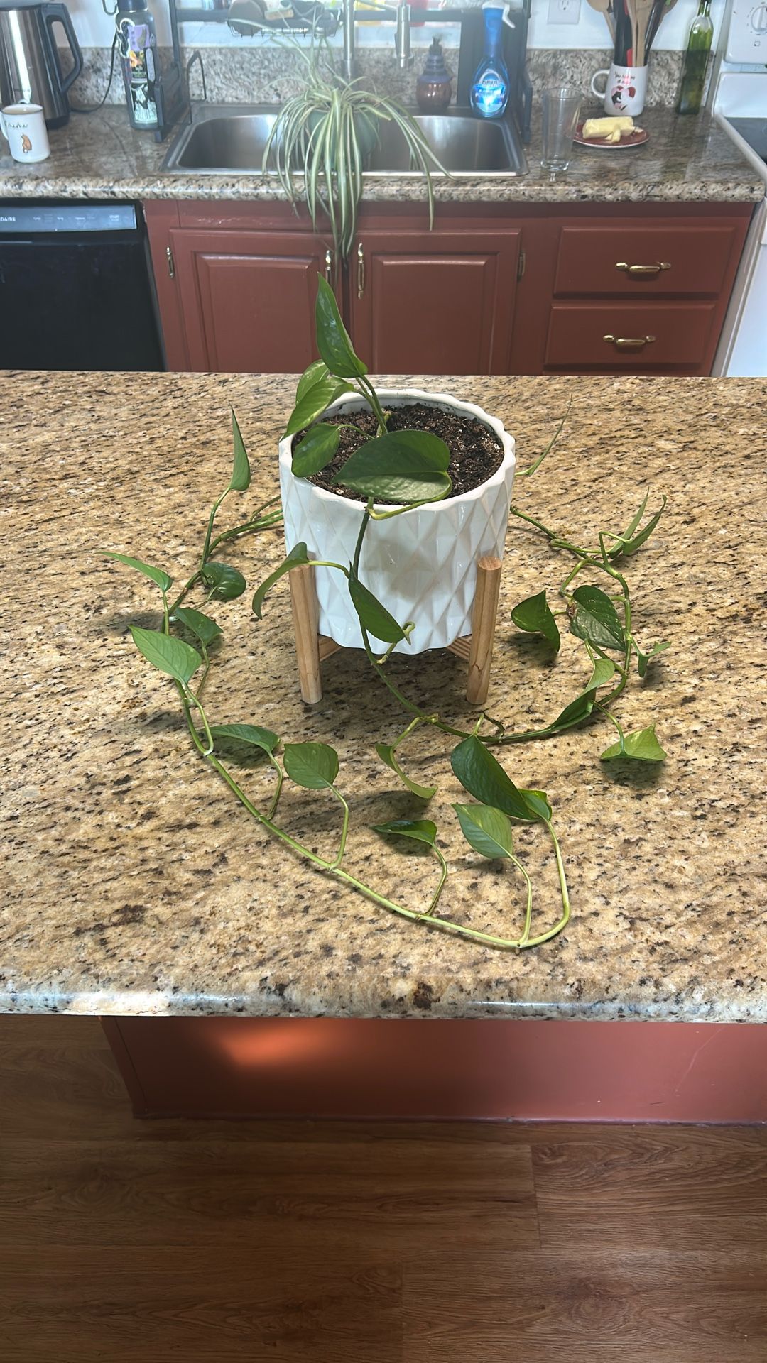 Pothos Plant