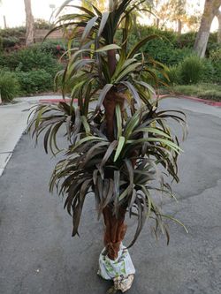 6 ft tall fake tree