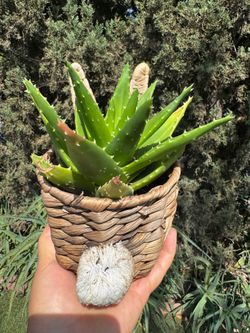 Beautiful aloe Vera