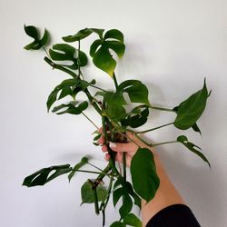 Rhaphidophora Tetrasperma 