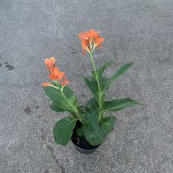 Orange canna Plant 