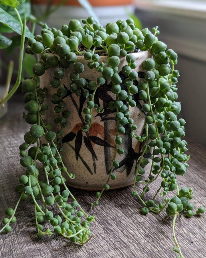String Of Pearls 