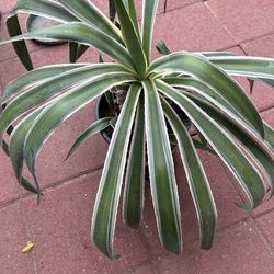 plant