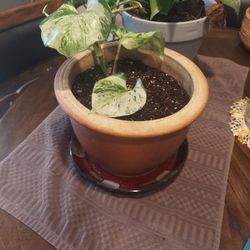 Is rare philodendrum plant