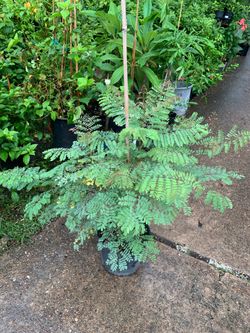 Pride of Barbados shrub
