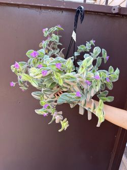 6” tradescantia sillamontana variegated