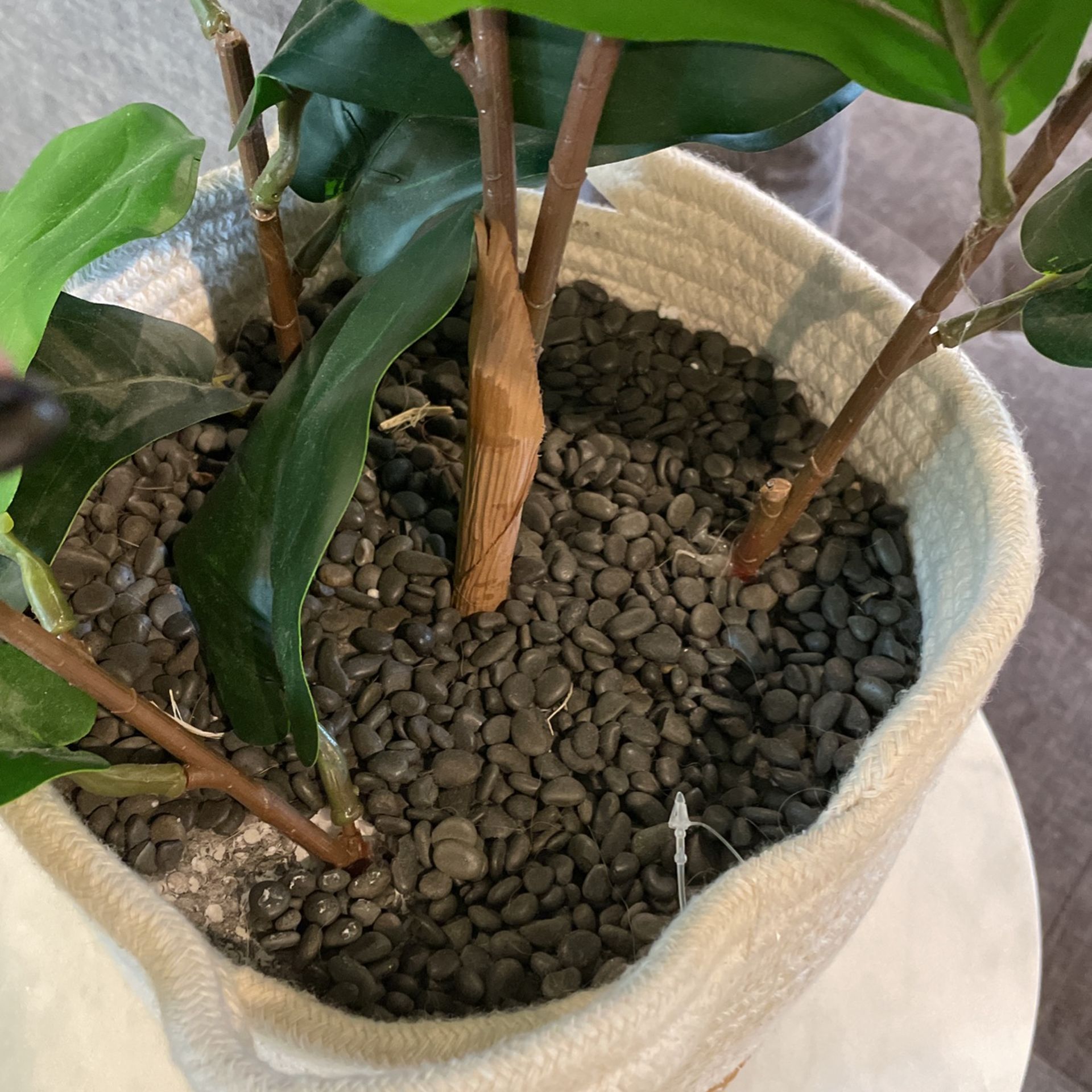 Fake Plant