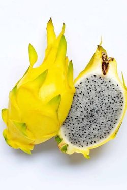 Yellow dragon fruit plant