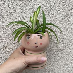 Beautiful Variegated Spider Plant In Cute Pot