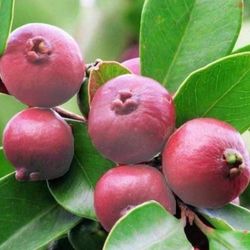 Strawberry Guava Fruiting Tree 5 Ft Tall 