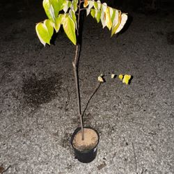 Starfruit Tree Grafted 