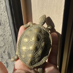 Small Turtle 