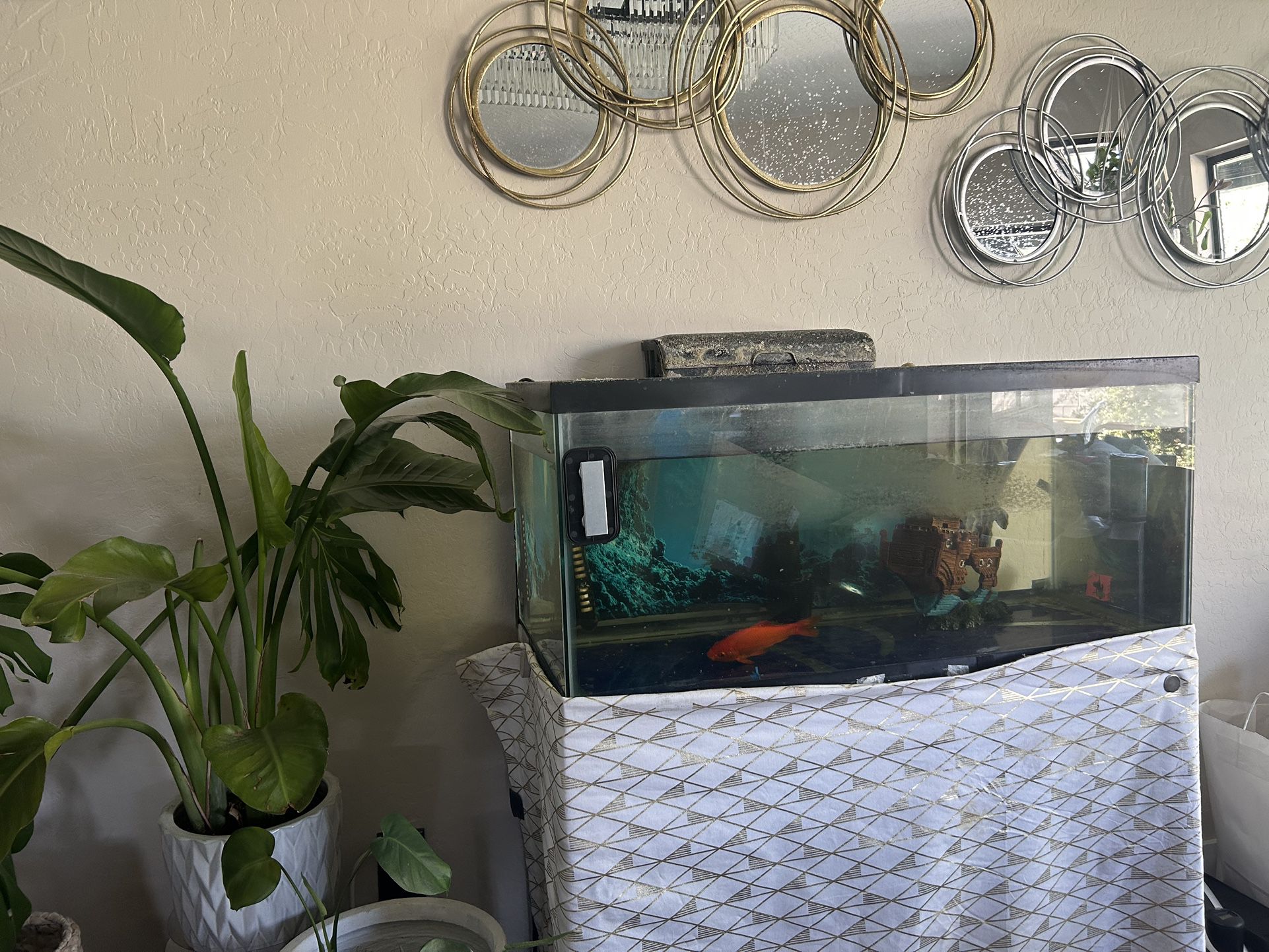 $30 Tank With Fish 