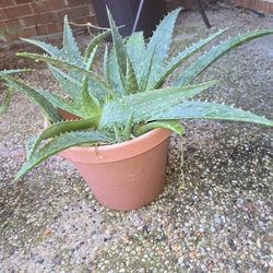 Aloe Vera Plant