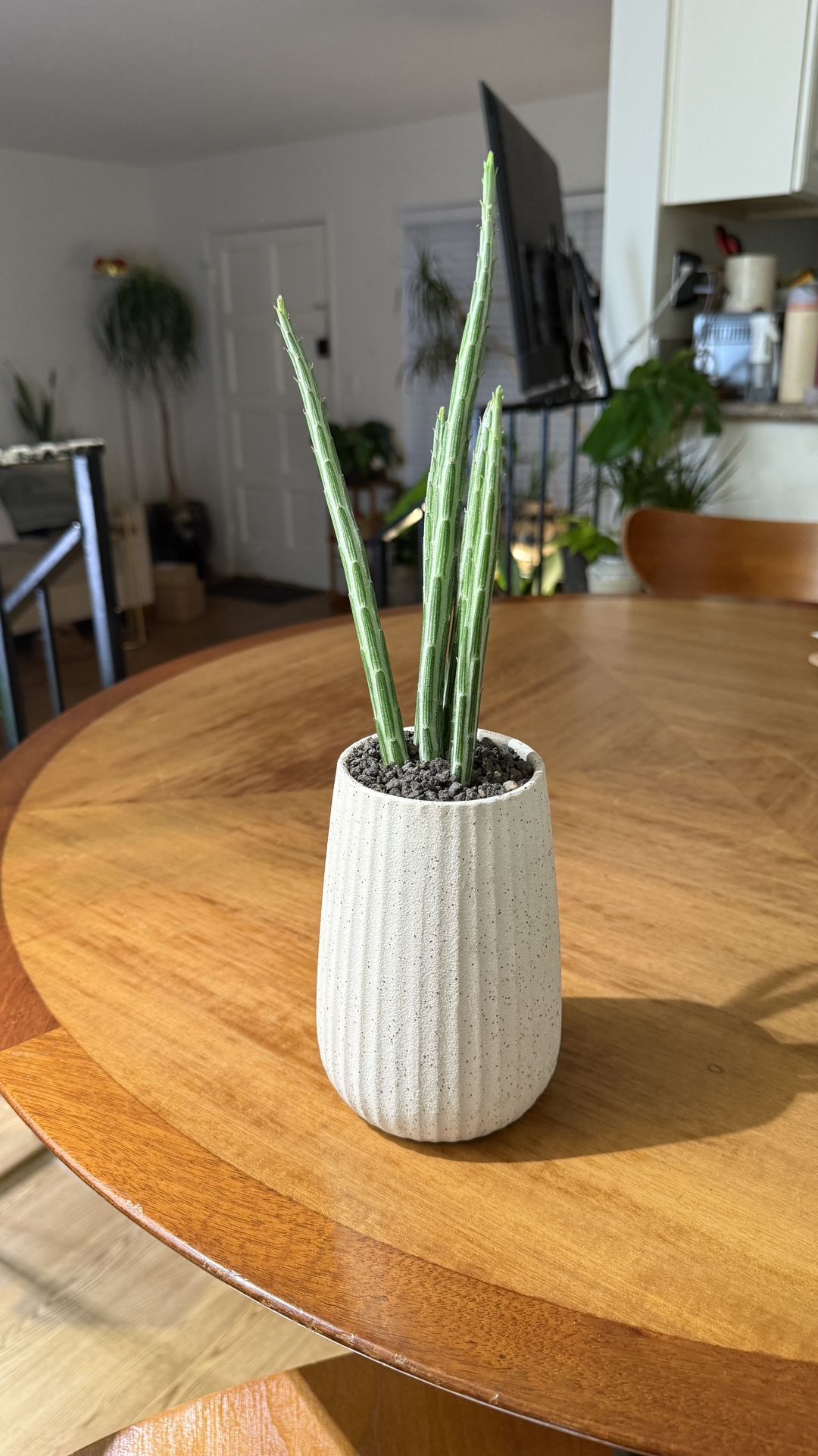 Rare Pickle Plant Succulent in Vintage White Speckled Vase